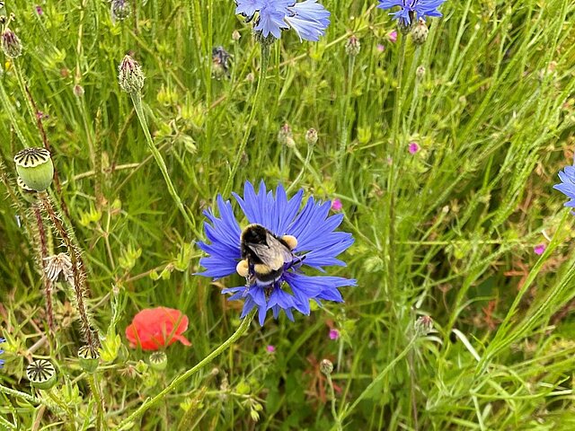 A bumblebee is sitting in a purple flower.