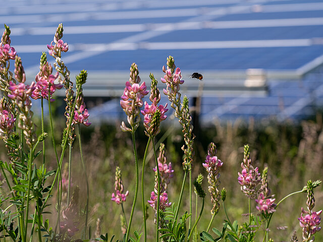A bee lands on a blooming wildflower in bright sunshine, with several solar panels visible in the background.